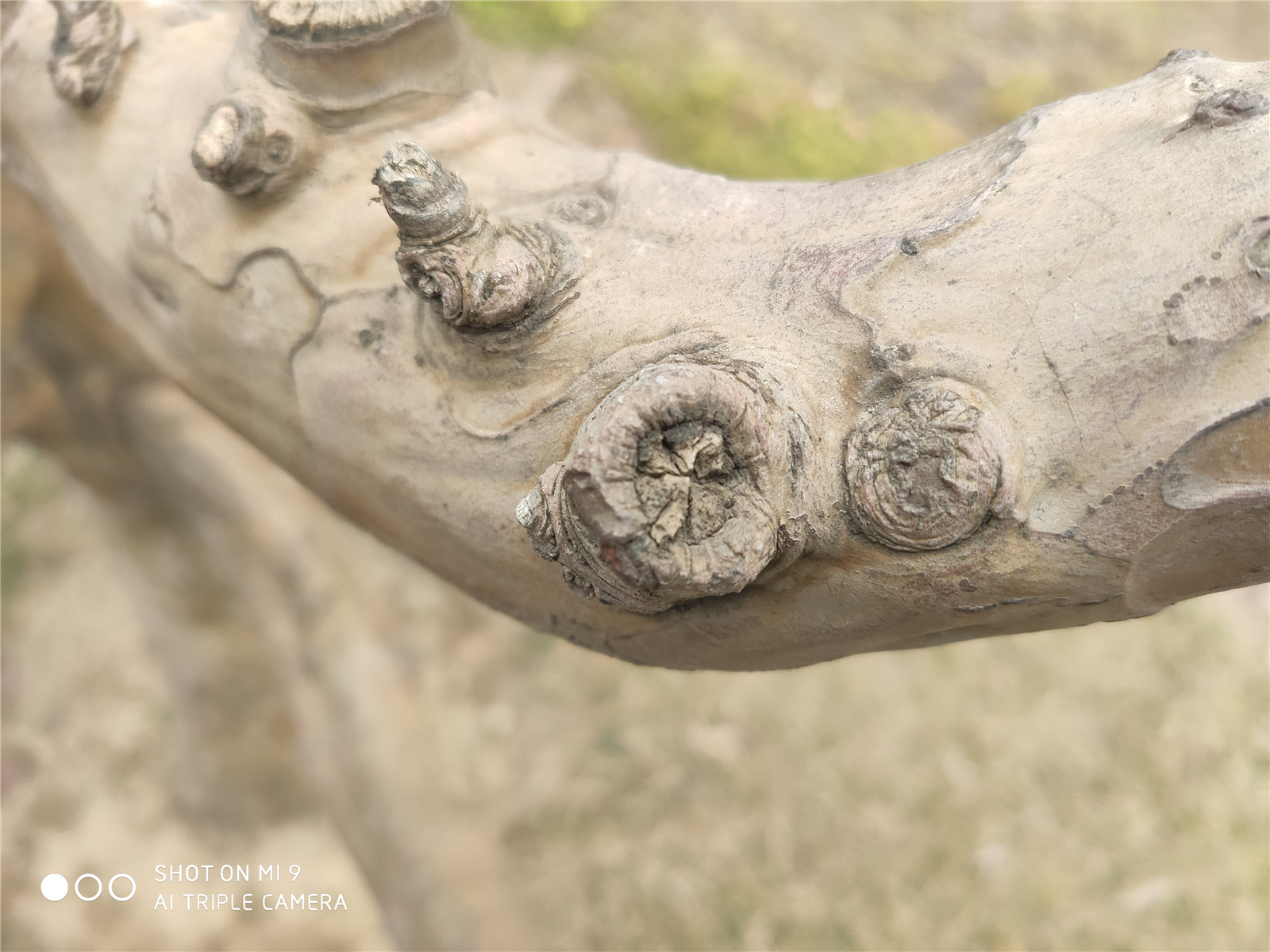 2999元！小米9评测：真的好看又能打