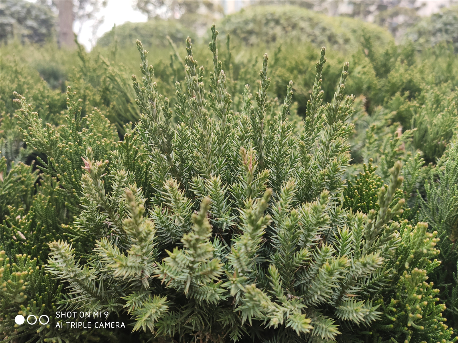 2999元！小米9评测：真的好看又能打