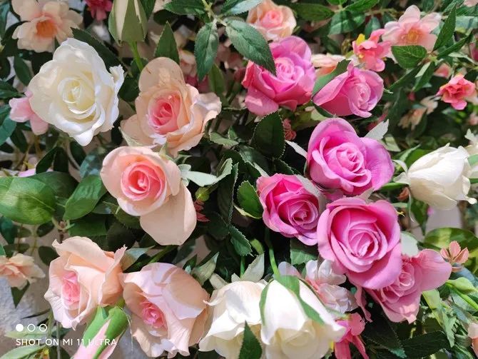 如何通过小米手机获得最佳拍照体验？_小米拍照最好_小米拍照功能最好的手机