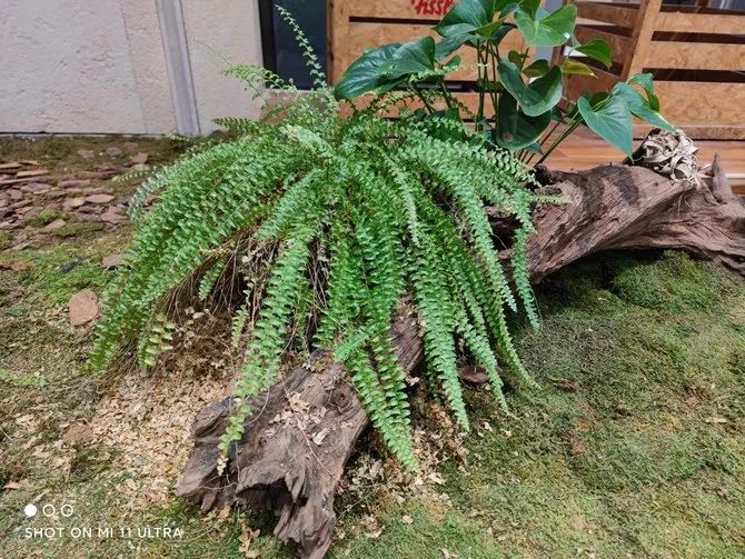 小米拍照最好_如何通过小米手机获得最佳拍照体验？_小米拍照功能最好的手机