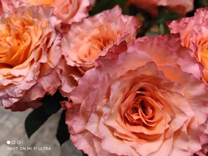 小米拍照功能最好的手机_小米拍照最好_如何通过小米手机获得最佳拍照体验？